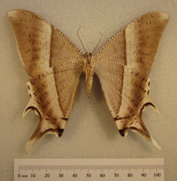 Media type: image;   Entomology 733344 Aspect: habitus ventral